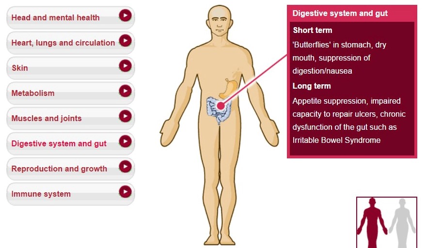 digestion, stress, IBS, irritable bowel syndrome tesnsion, job stress, work tension